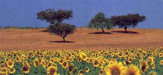 ff040.jpg (28439 bytes)